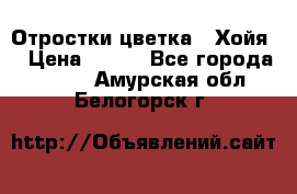 Отростки цветка  “Хойя“ › Цена ­ 300 - Все города  »    . Амурская обл.,Белогорск г.